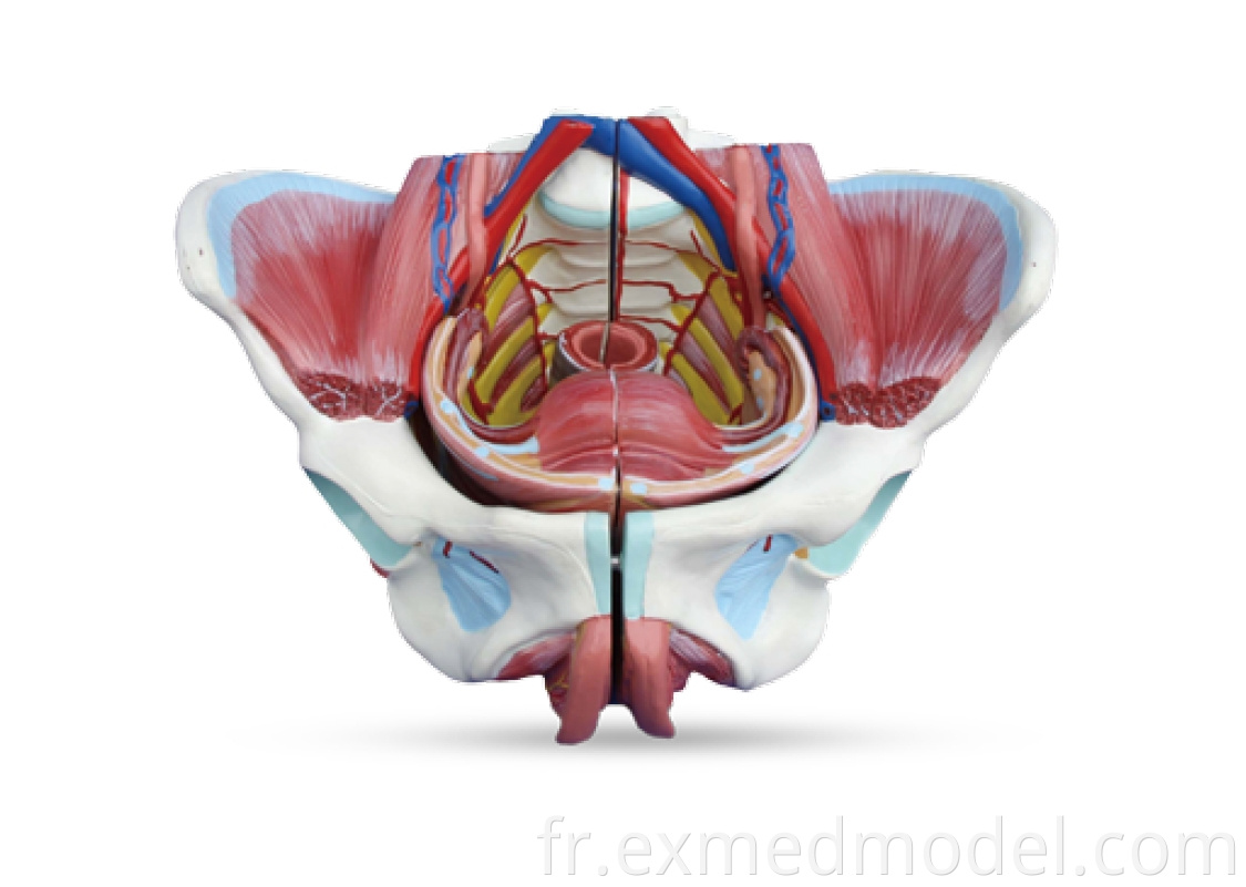 Female Pelvis with Genital, Blood Vessel